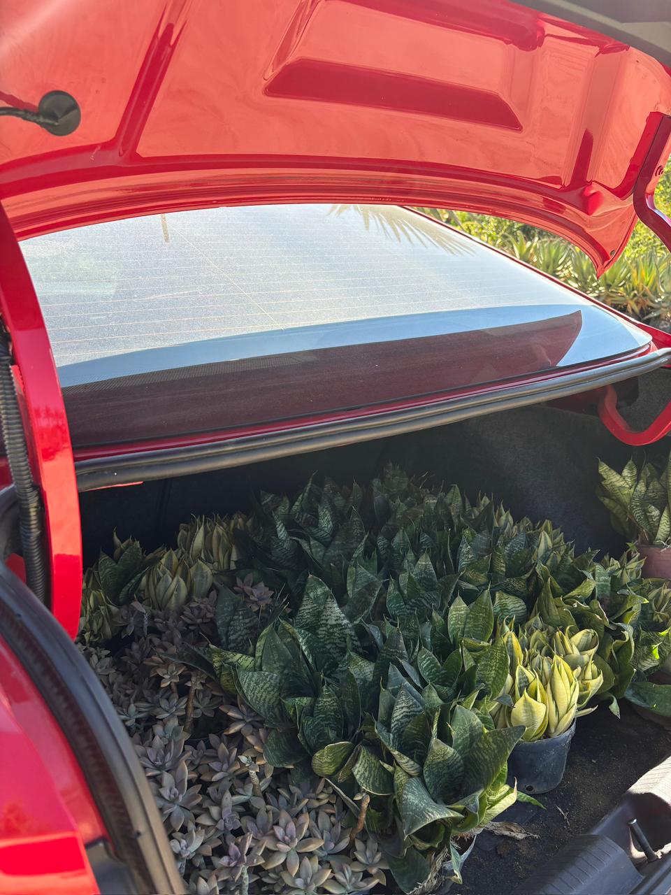 Entrega de plantas