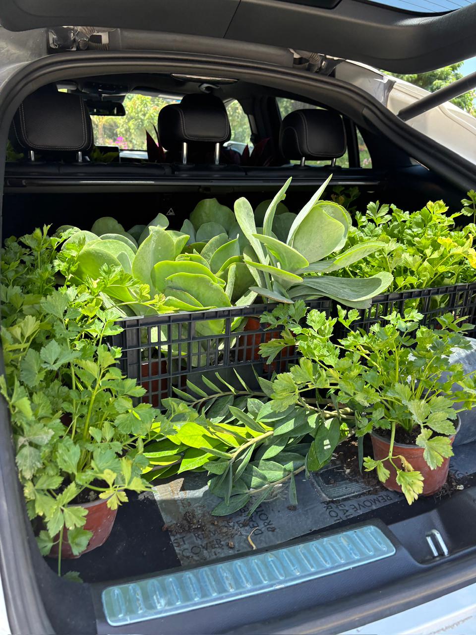 Entrega de plantas