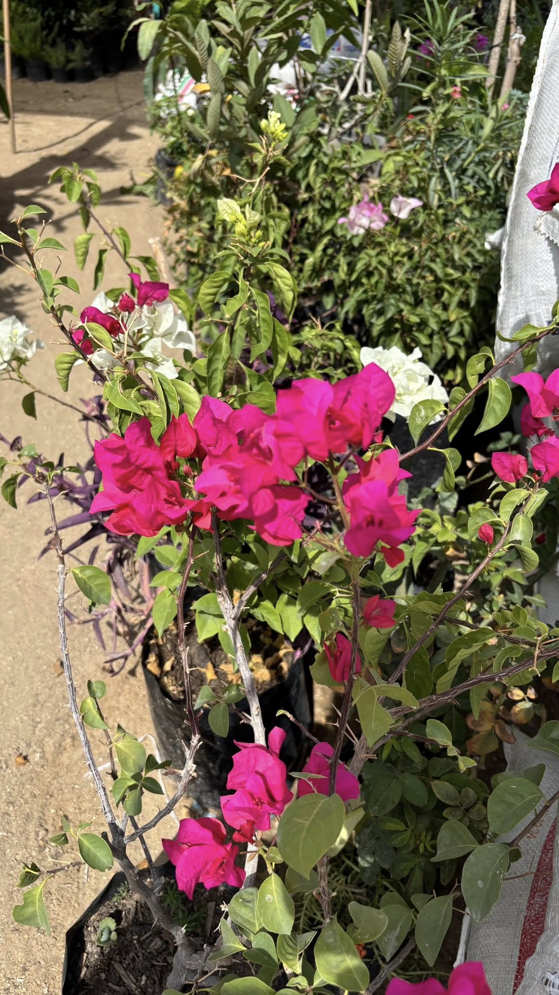 Vivero 2