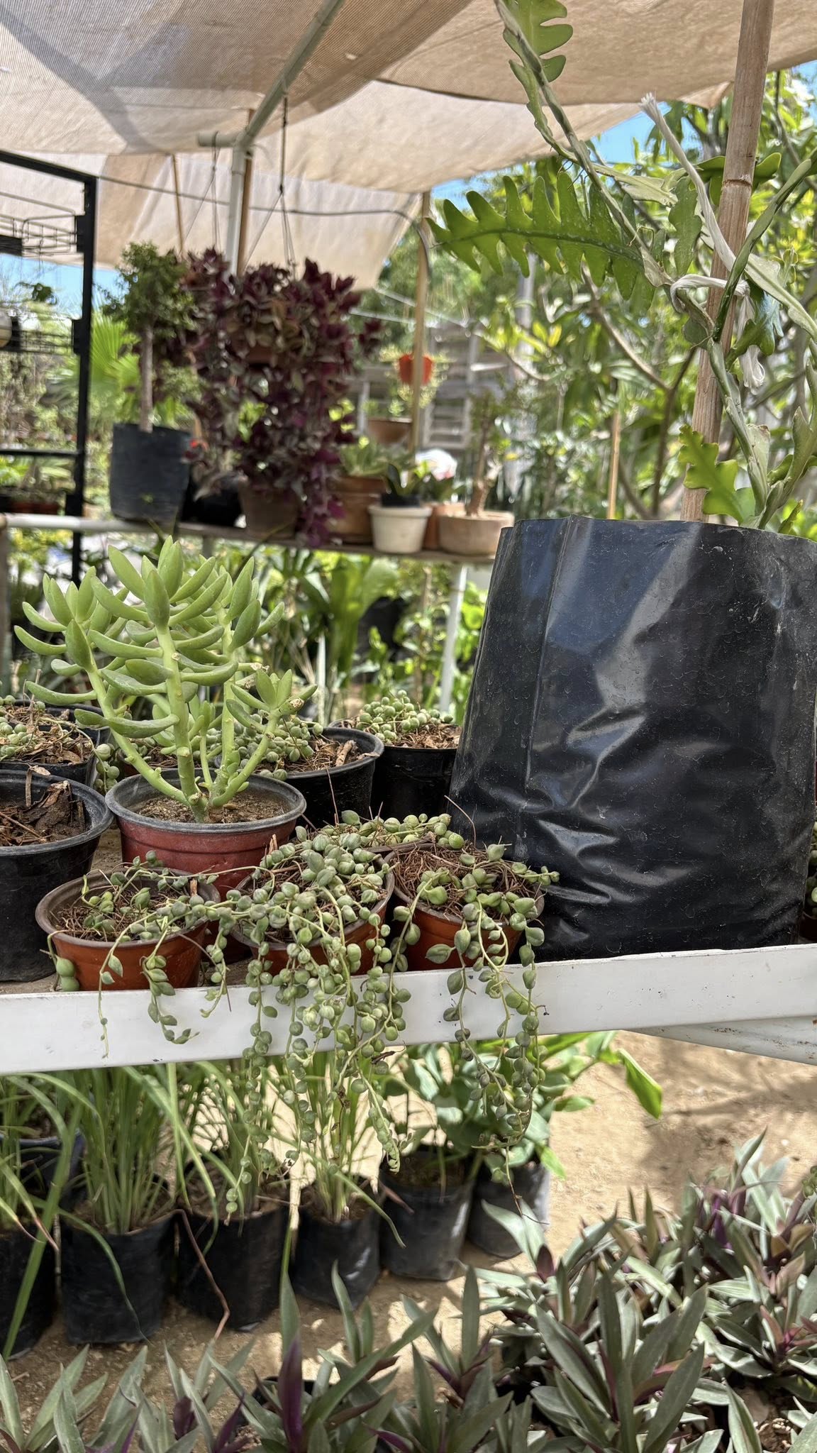 Vivero 3